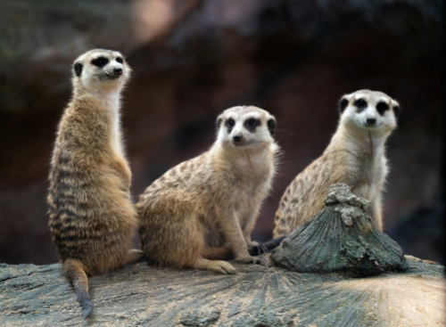 Meerkats at a UK Wildlife Park