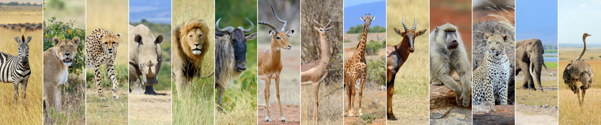 collage of wild animals